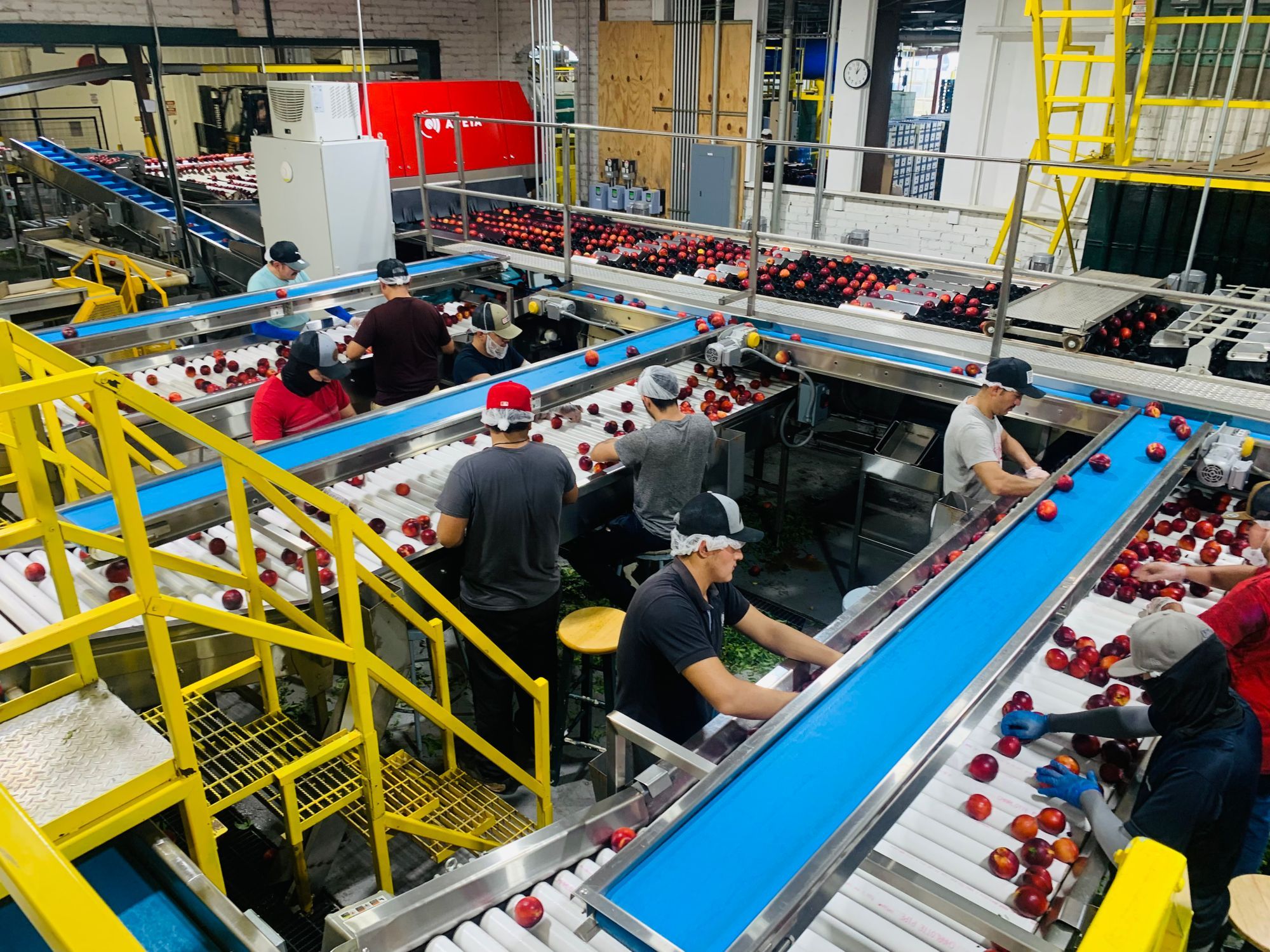 Workers sorting produce along conveyor lines in a packing plant